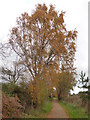 Birch tree in autumn colours