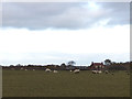 Sheep near Meadow House Farm