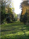 ST7734 : Fir walk, Stourhead Gardens by Philip Halling