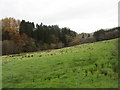 View from the churchyard, Wamphray