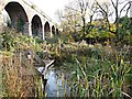 Quarry Lane Nature Reserve, Mansfield, Notts.