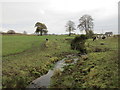 Cattle grazing by the Clatter Burn