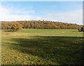 View towards Nurdens Wood