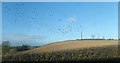 A flock of crows above  ploughed drumlin land near Tullymurry