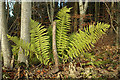 Ferns by the road to Redpath