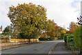 Autumn colour on Hale Road