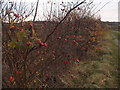 Rosehips in Wareside