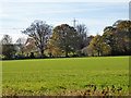 Field and hedges near Ashbrook House