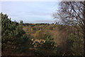 Chobham Common. Looking over the Little Arm area