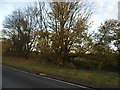 Trees by Dunmow Road, Aythorpe Roding