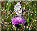 Marbled white butterfly, Downlands Farm, Uckfield