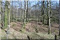 Woodland beside Loch Eck