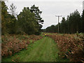 Restricted byway to Lynford Point