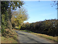 Lane towards Polstead Heath