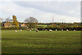 Sheep at Well Green