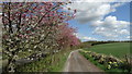 Cherry blossom trees by Hanchurch Pools