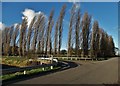 Poplars at Thorn Bank Corner