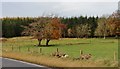 Autumn beeches by Biggar Road