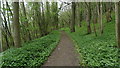 Wild garlic alongside path, Witcombe Wood near Birdlip