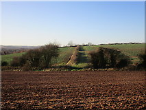 SK6648 : Field boundaries near Netherfield Farm by Jonathan Thacker
