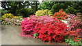 Henbury Hall Gardens near Macclesfield - Azaleas