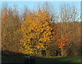 SU5235 : Autumnal tree, Winchester Services by Derek Harper