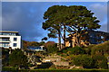 Tree and apartment buildings overlooking the beach at Branksome Chine