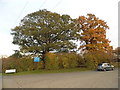 Trees at the entrance to Crumps Farm, Little Canfield