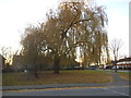 Willow tree on Ascots Lane, Welwyn Garden City