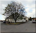 Tree at a V-junction, Pill, Newport