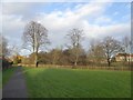 Bare trees by the Brent River