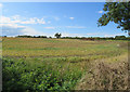 Field north of Hoby Road