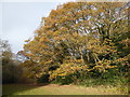 Bostall Woods at the end of November