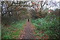 Footpath through woodland strip on east side of A611