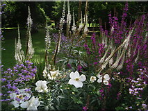 TL4557 : Cambridge University Botanic Garden - flower border by Colin Park
