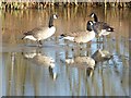 SO8844 : Canada geese on a frozen Croome River by Philip Halling