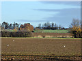 Farmland, Layer Breton