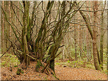 NH6455 : Ancient tree system in Bellton Wood by Julian Paren