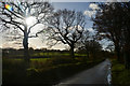 Mid Devon : Country Lane