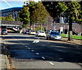 Swan crossing a riverside road in Cardiff