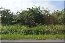 SP4510 : Hedge by the A40 by N Chadwick