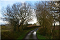 Mid Devon : Country Lane