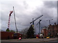 A cluster of cranes