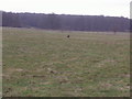 Fields by Tollgate Road, Roestock