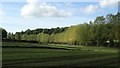 Line of trees beside path, W of Longden, Shropshire