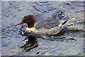 Goosander (Mergus merganser) on the River Ness, Inverness