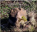 Old Milestone by the A7, north of Blackford