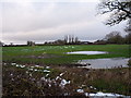 Wet field south of Shrayhill Farm