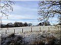 Grazing field under snow