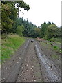 Along the track above Banbury Covert